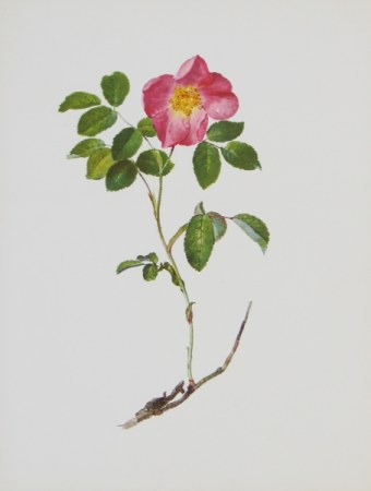 Daffinger Moritz Michael; Französische Rose