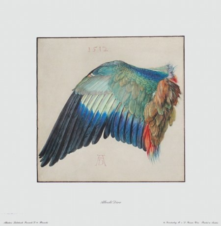 Dürer Albrecht; Flügel der Blaurake